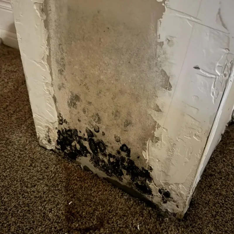 Professional Mold Removal in North Plymouth, MA